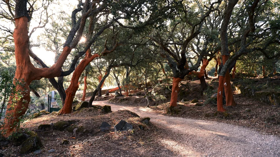 Cork oaks, their trunks stripped to the red, along a forest path at Monchique in the Algarve